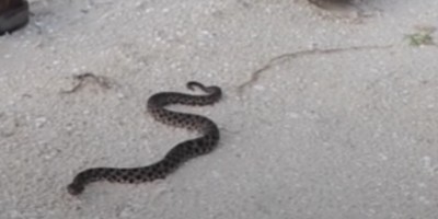 West Palm Beach snake